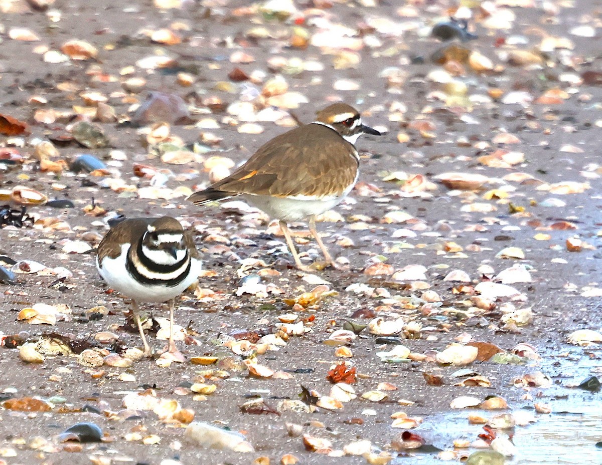 Killdeer - ML647442470