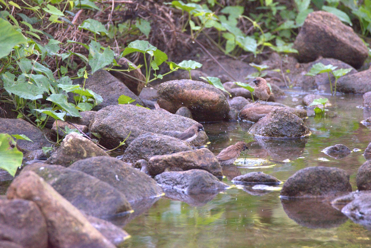 Scaly-breasted Munia - ML647442472