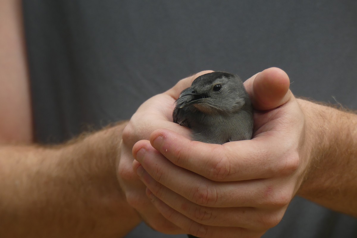 Gray Catbird - ML647442473