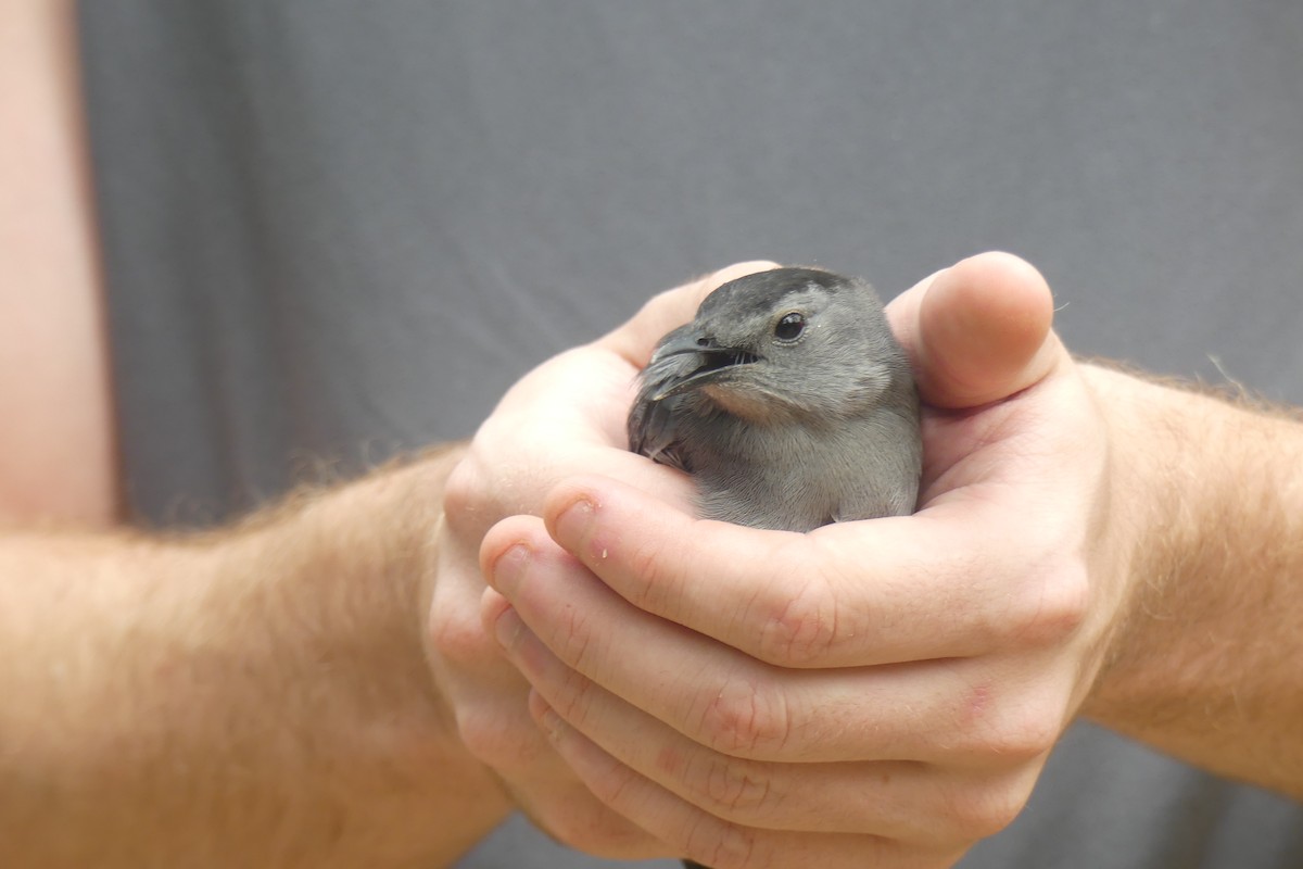 Gray Catbird - ML647442474
