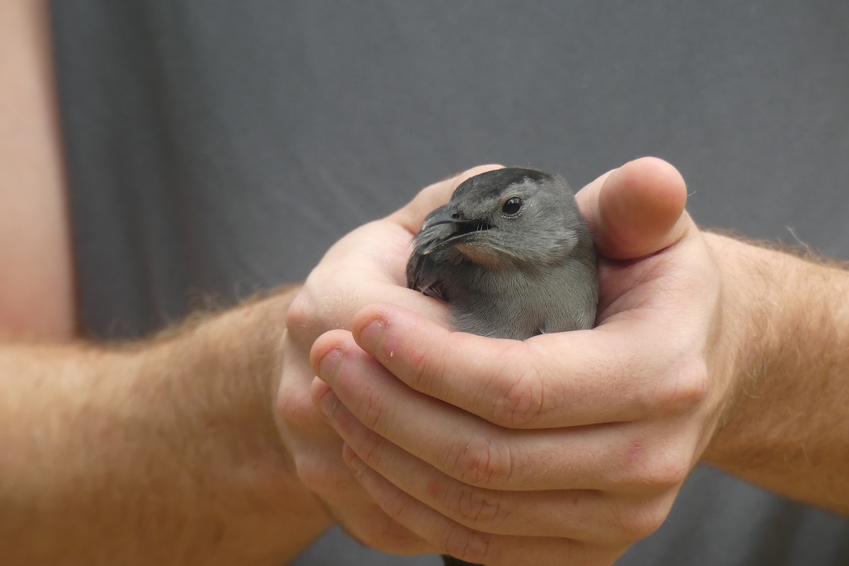 Gray Catbird - ML647442475