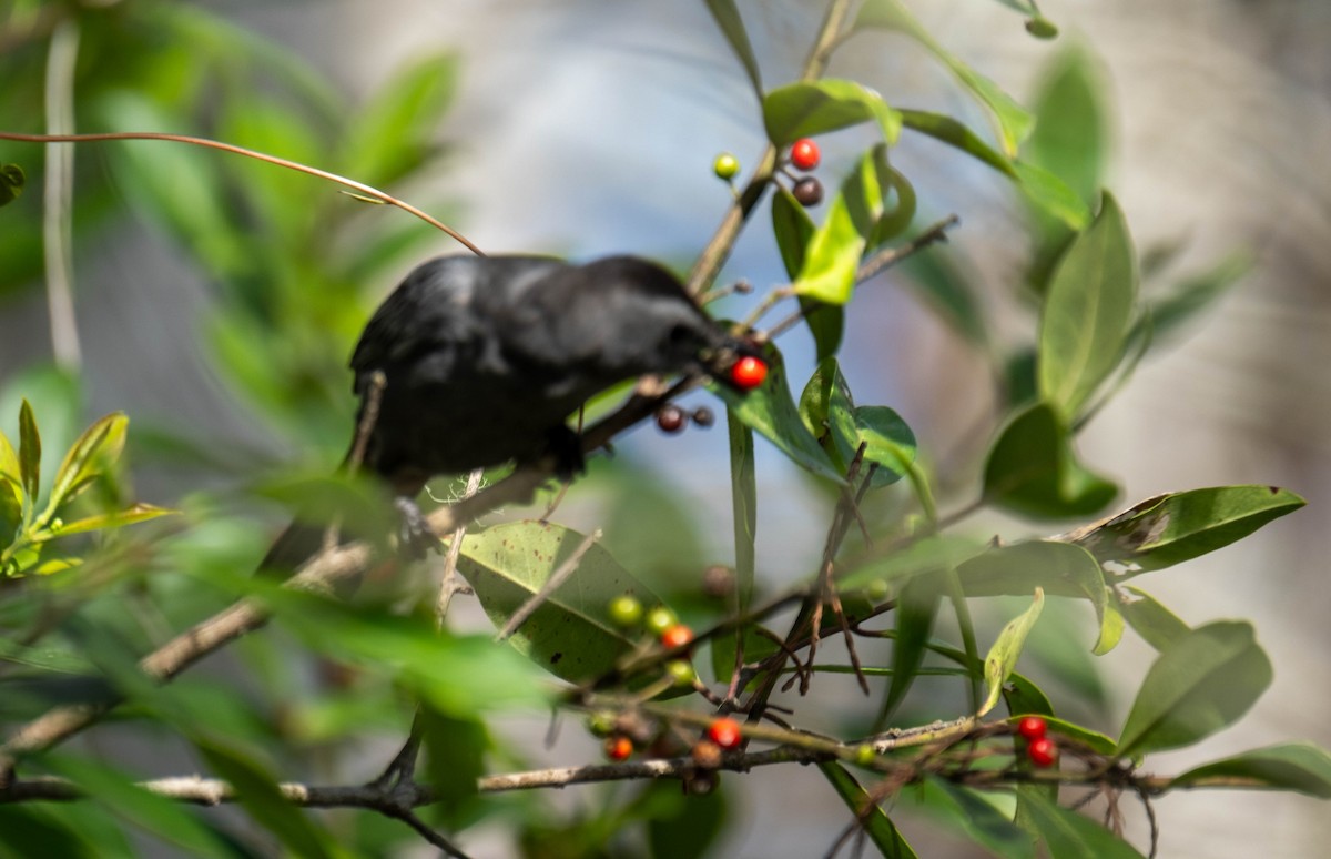 Gray Catbird - ML647442480