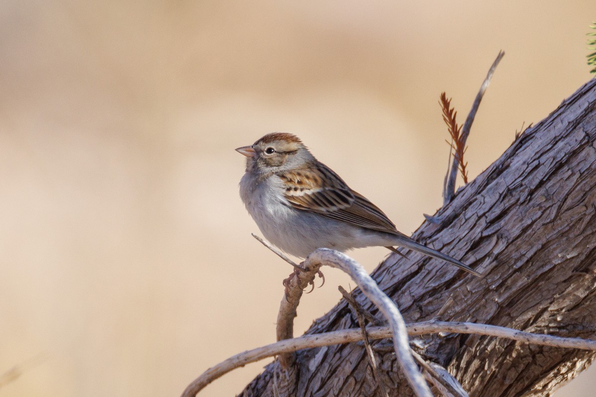 Малая воробьиная овсянка - ML647442483