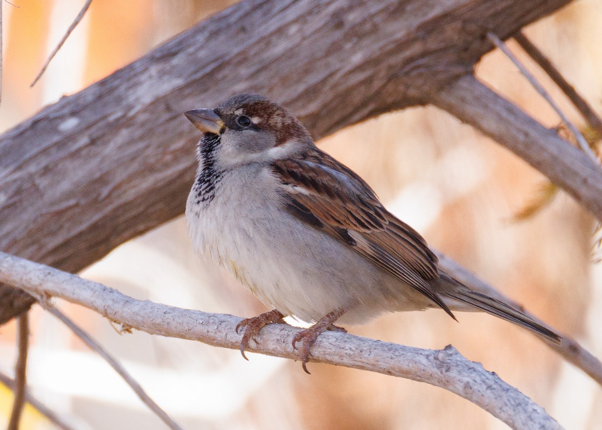 Домовый воробей - ML647442490