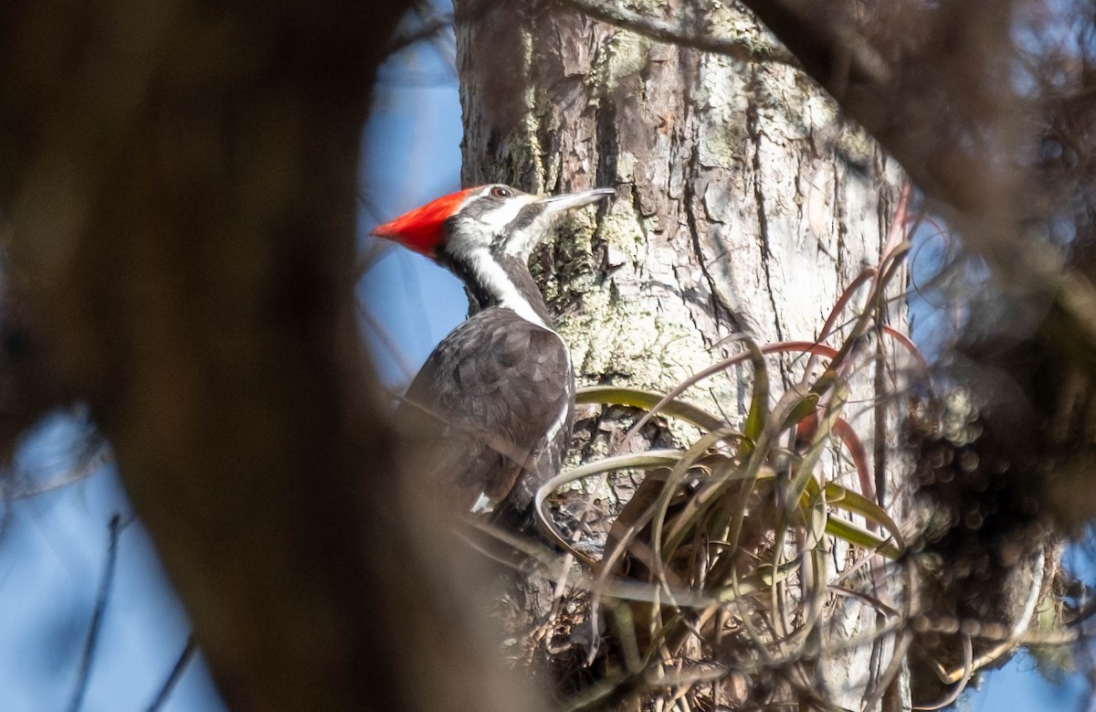 Pileated Woodpecker - ML647442493