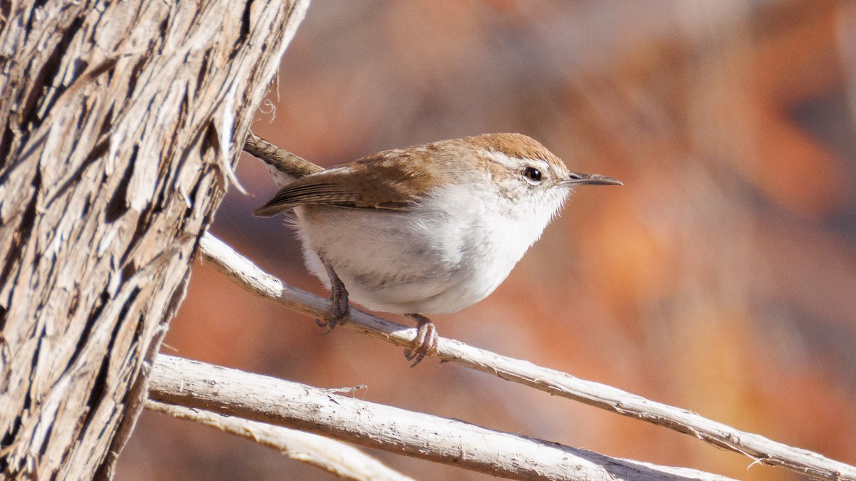 Длиннохвостый крапивник - ML647442499