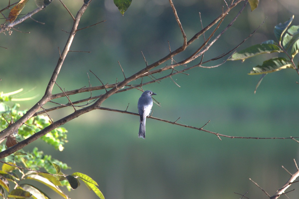 Үнсэн доронго - ML647442505