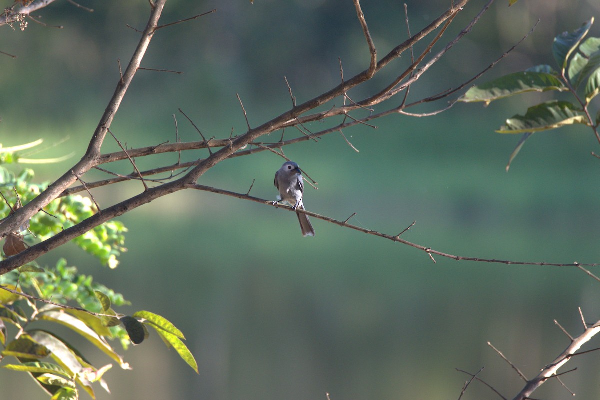 Үнсэн доронго - ML647442506