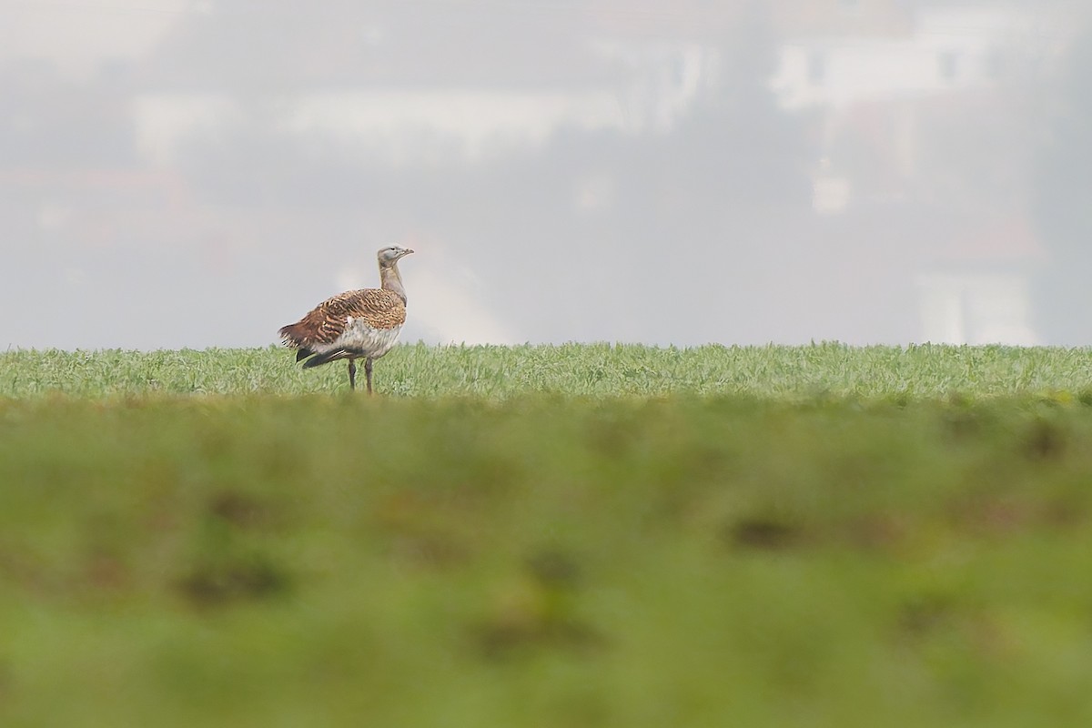 Großtrappe - ML647442509