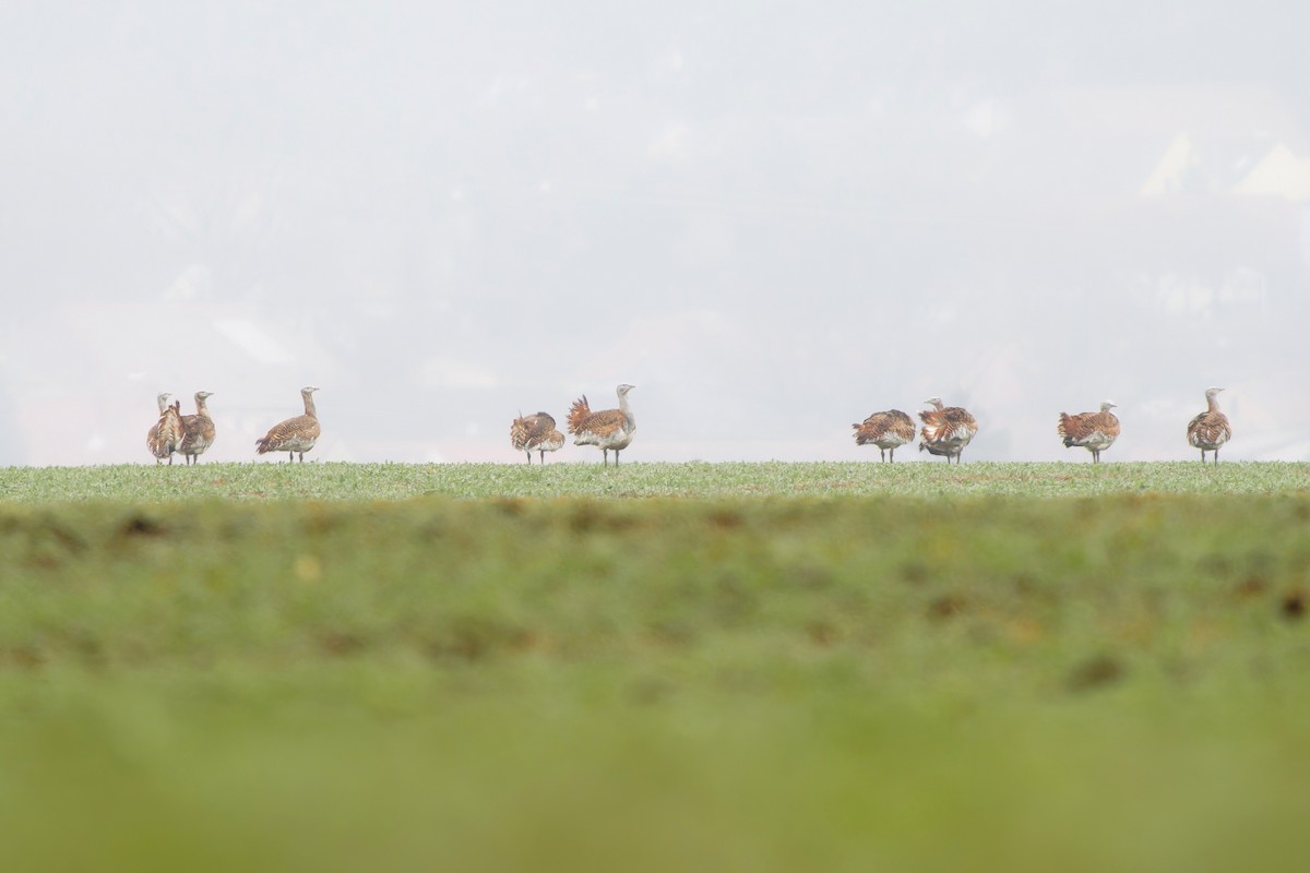 Großtrappe - ML647442510