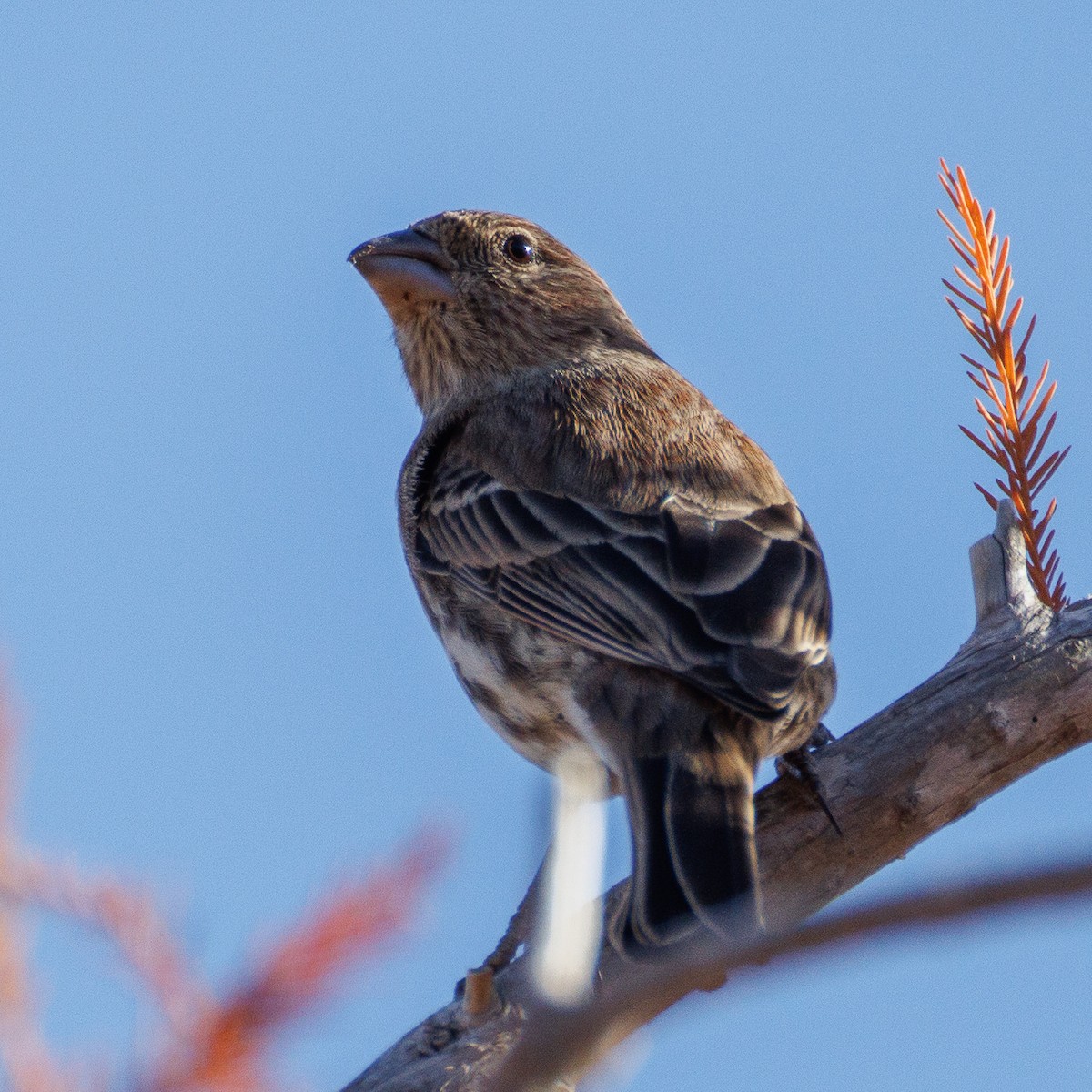 Мексиканская чечевица - ML647442513