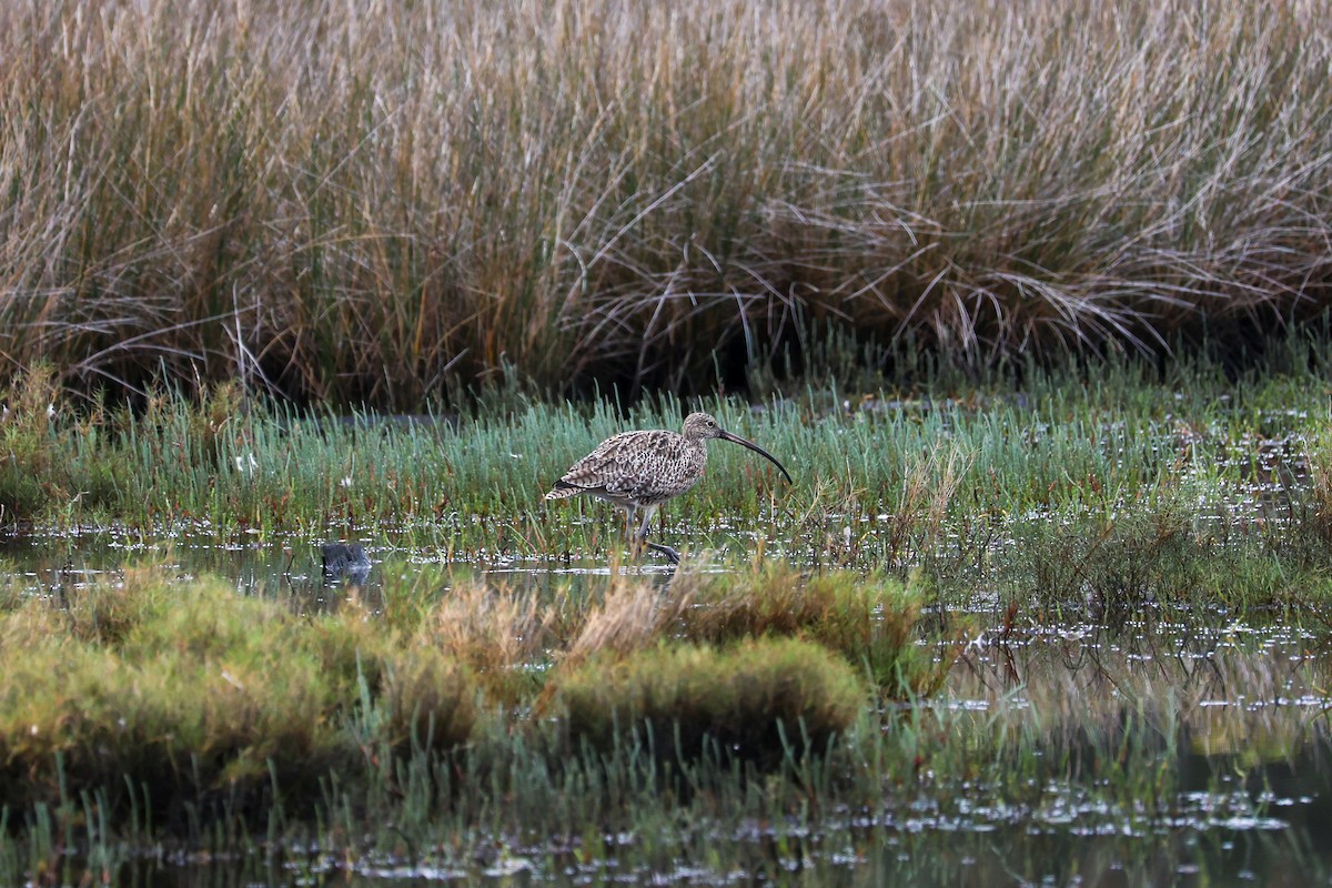 Far Eastern Curlew - ML647442517
