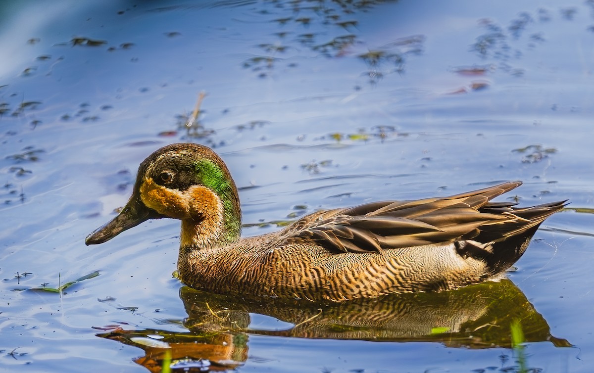 Blauflügel- x Krickente (Hybrid) - ML647442518