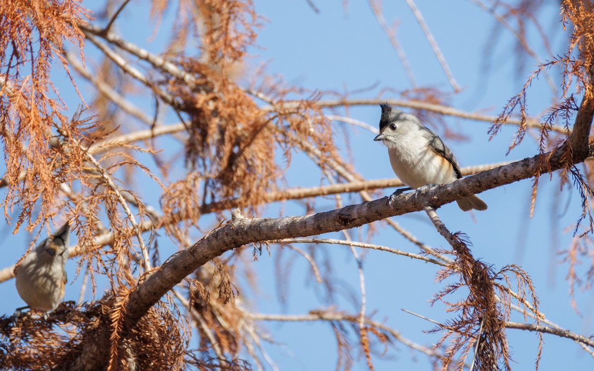 Herrerillo Crestinegro - ML647442519