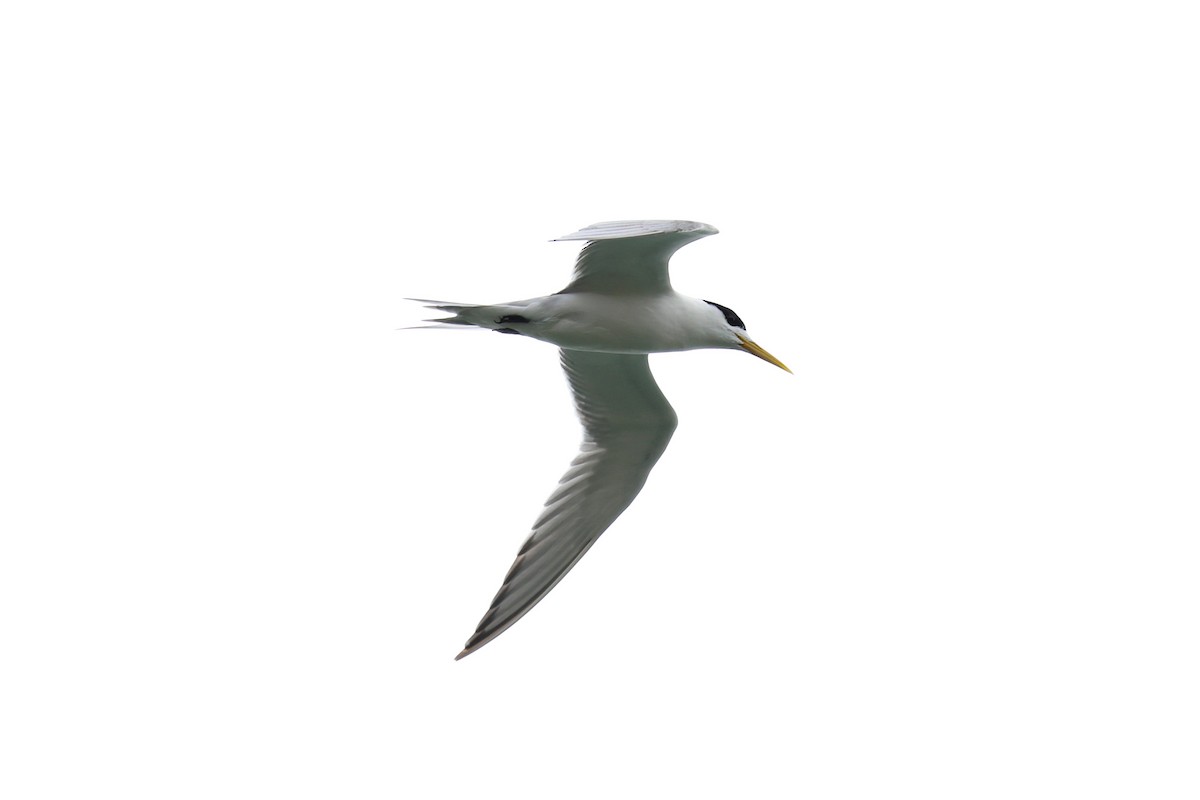 Great Crested Tern - ML647442521