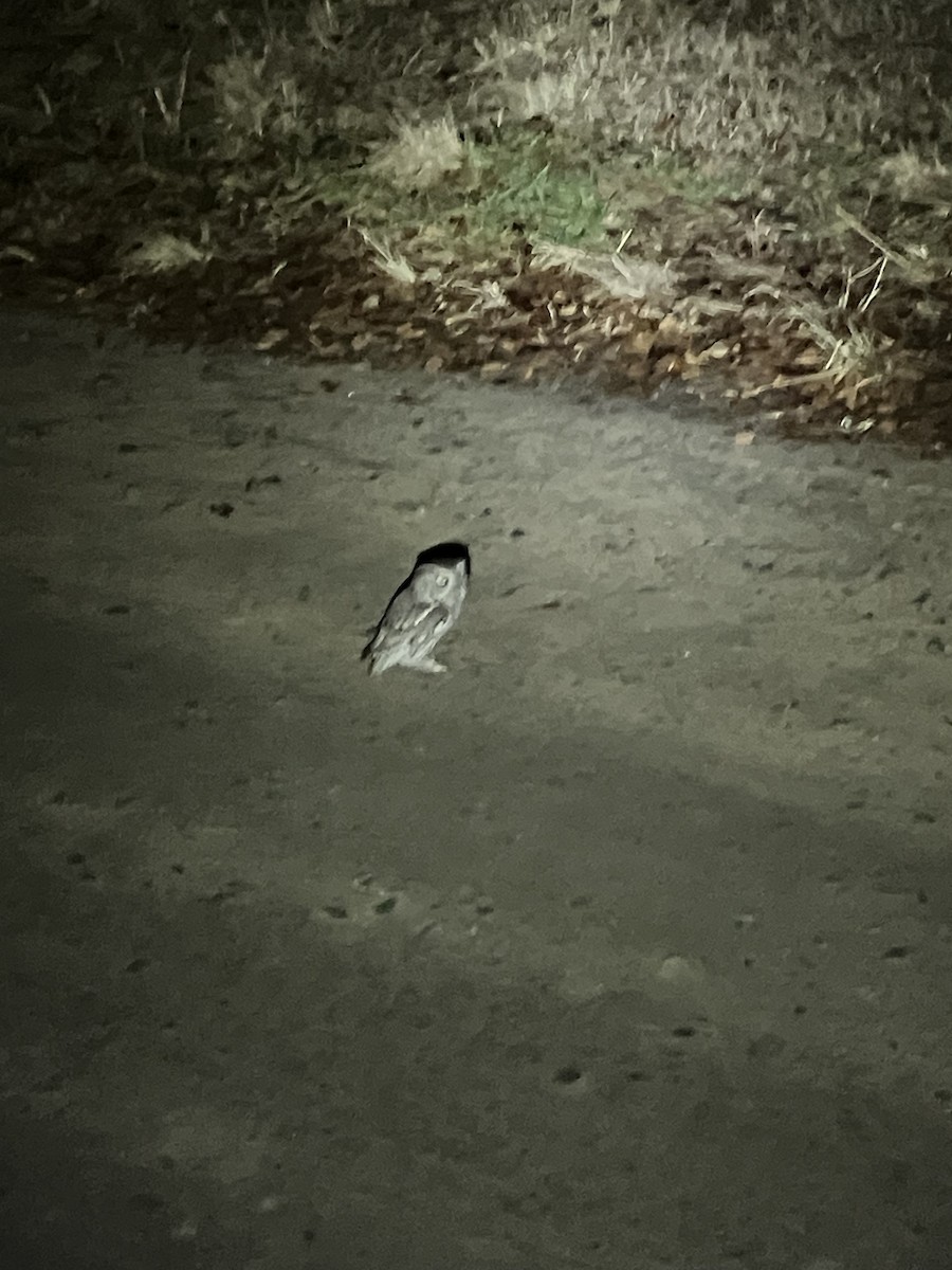 Autillo Yanqui - ML647442522