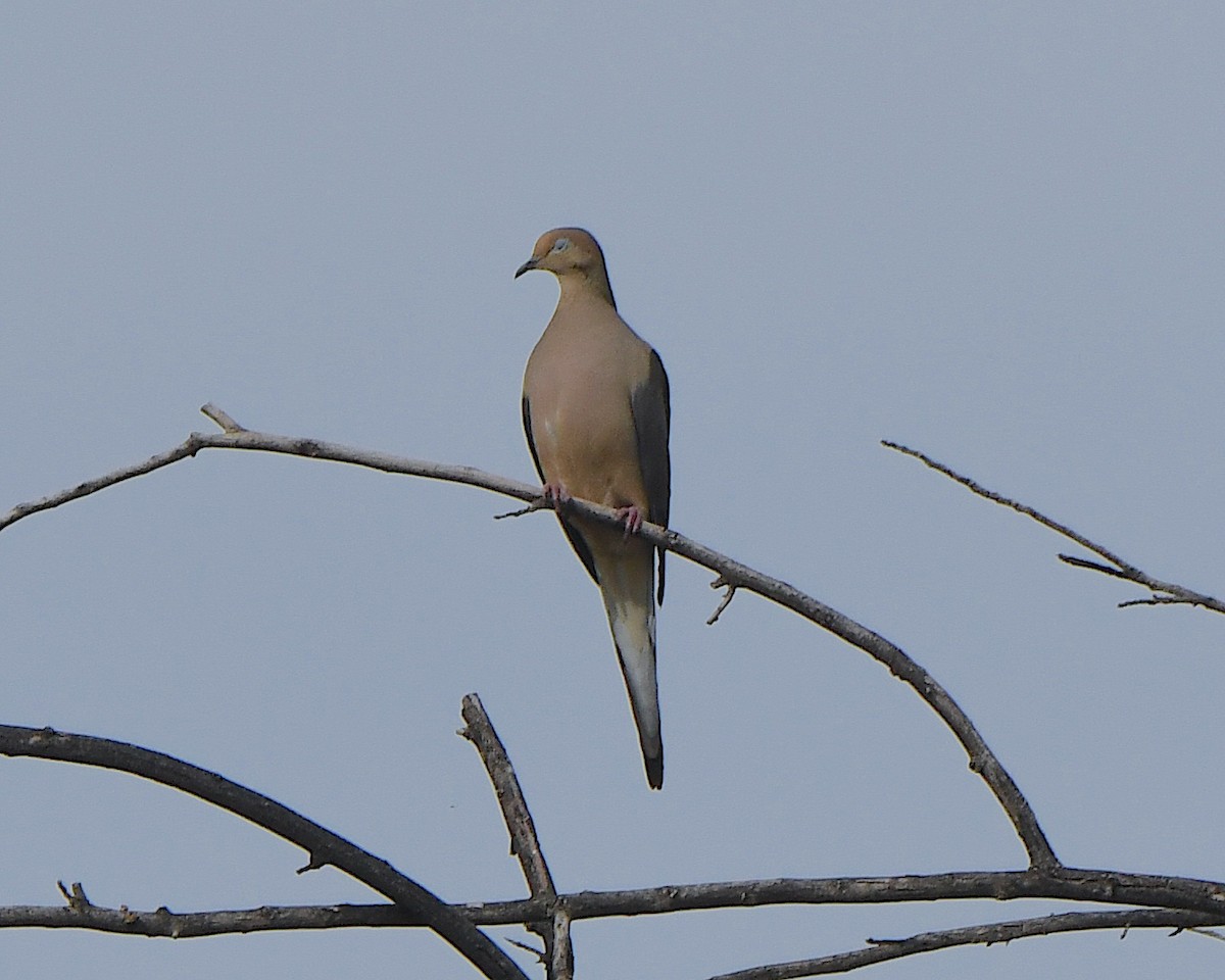 Mourning Dove - ML647442523