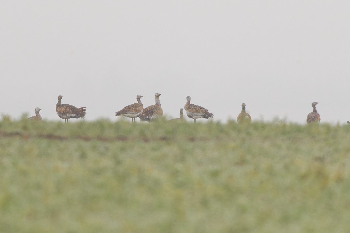 Avutarda Euroasiática - ML647442525