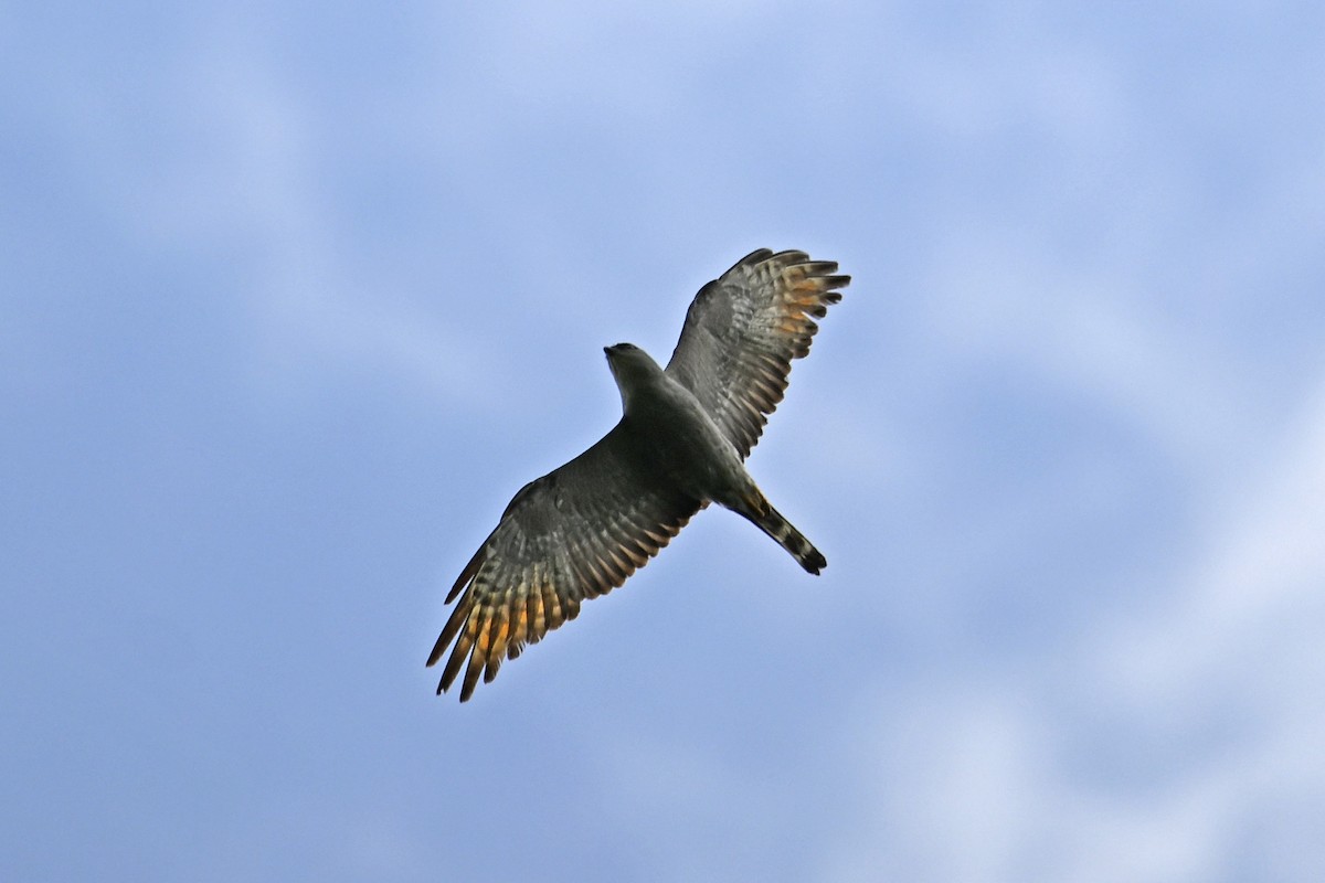 Elanio Plomizo - ML647442527