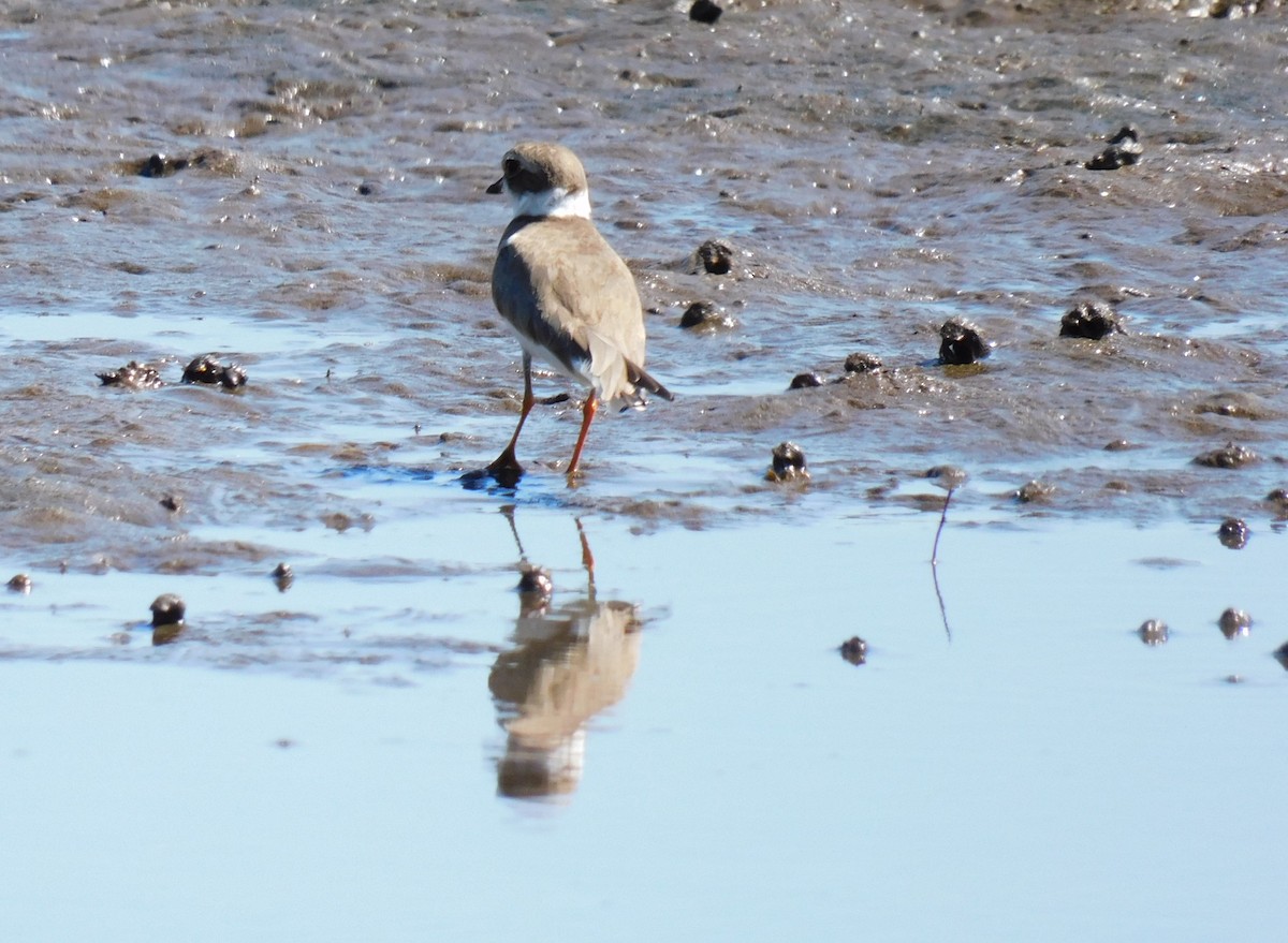 Chorlitejo Semipalmeado - ML647442528