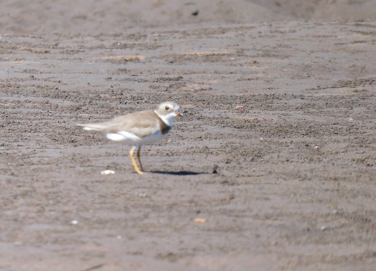 Chorlitejo Semipalmeado - ML647442529