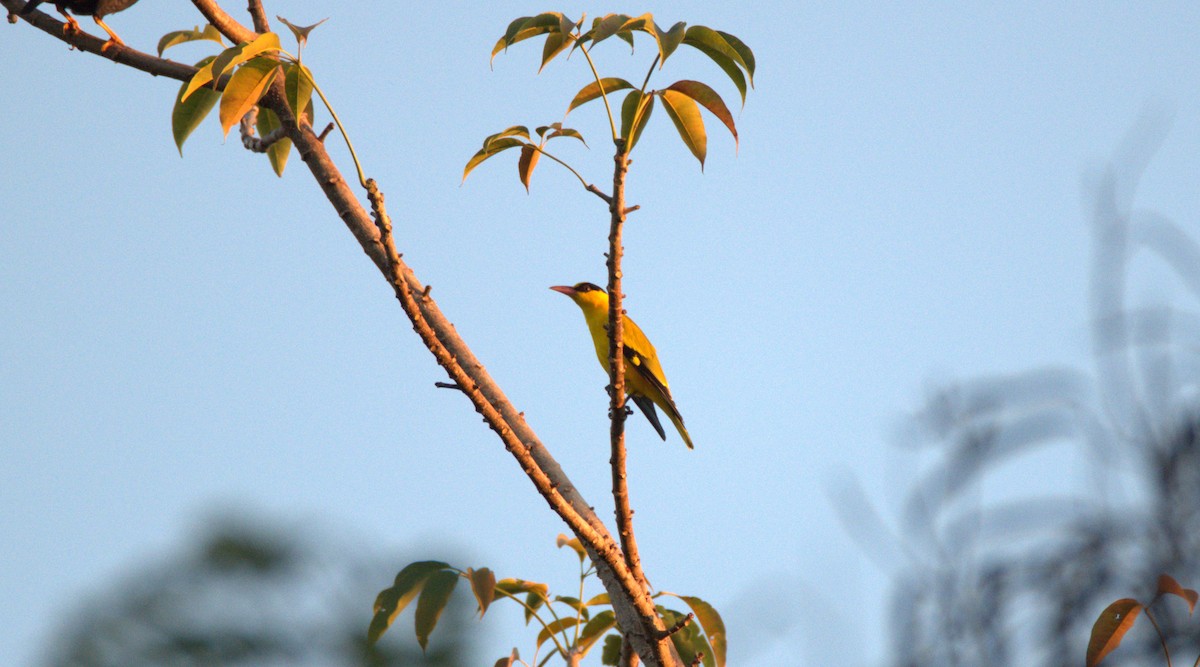 Oropéndola China - ML647442530