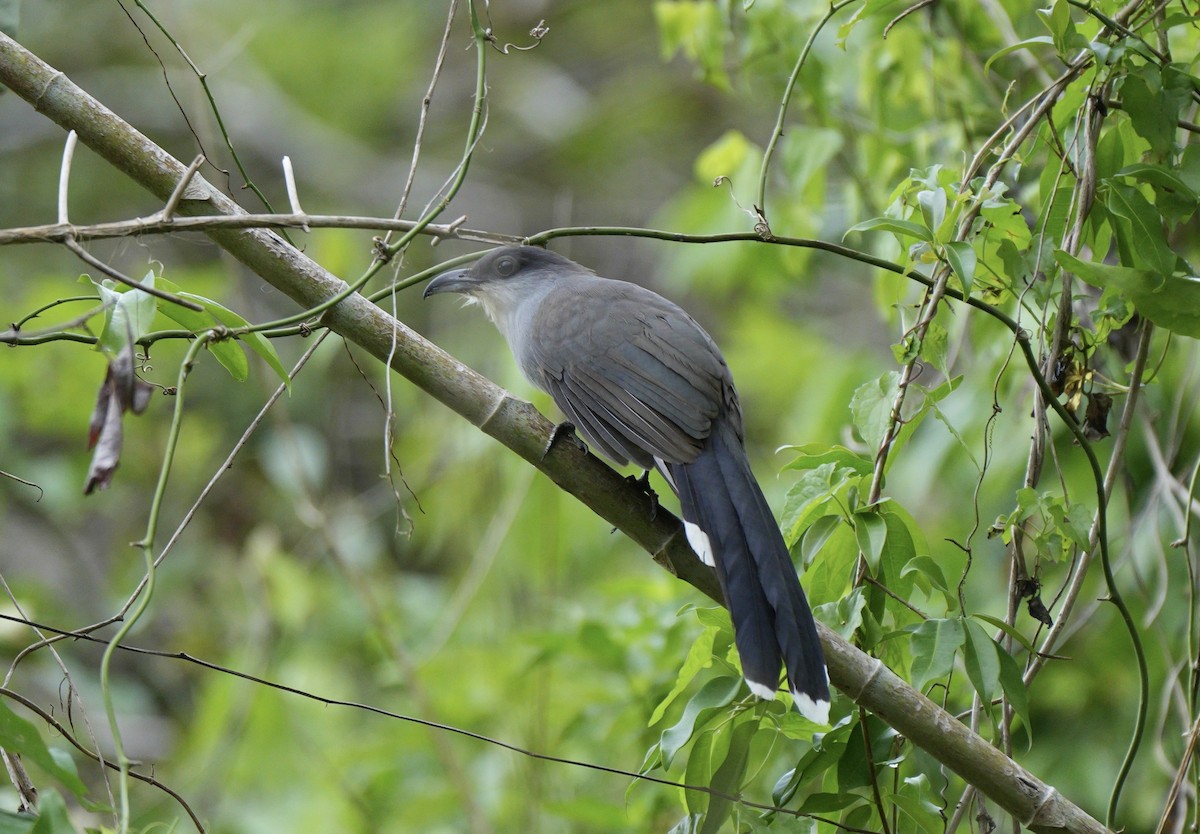 Cuco Picogordo de Jamaica - ML647442531