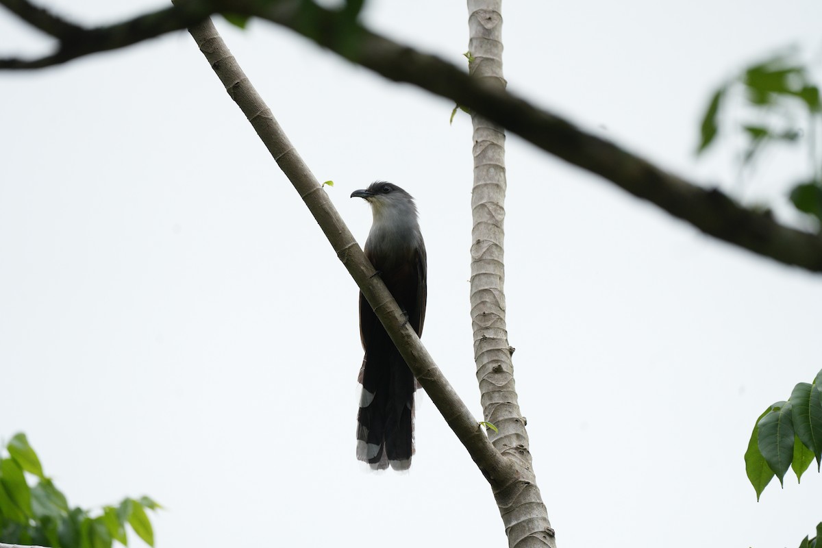 Cuco Picogordo de Jamaica - ML647442532