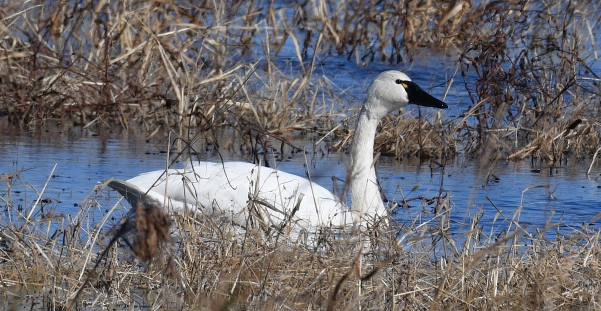 Cisne Chico - ML647442533