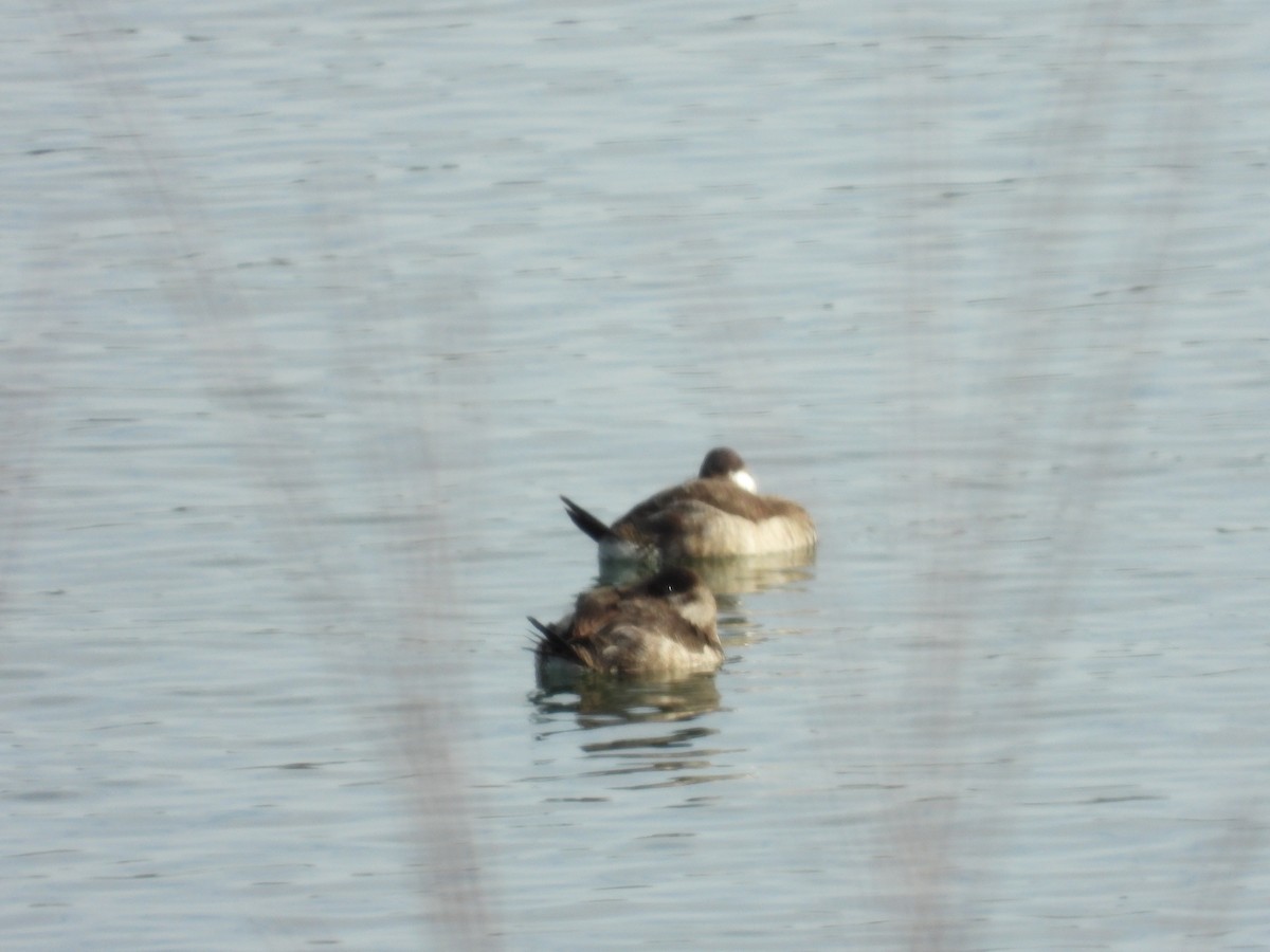 Malvasía Canela - ML647442536