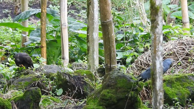 Hook-billed Kite - ML647442538