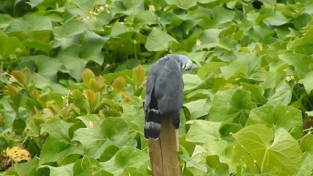 Hook-billed Kite - ML647442539