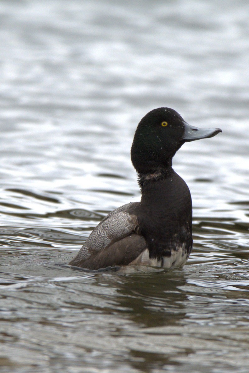 Porrón Bastardo - ML647442541