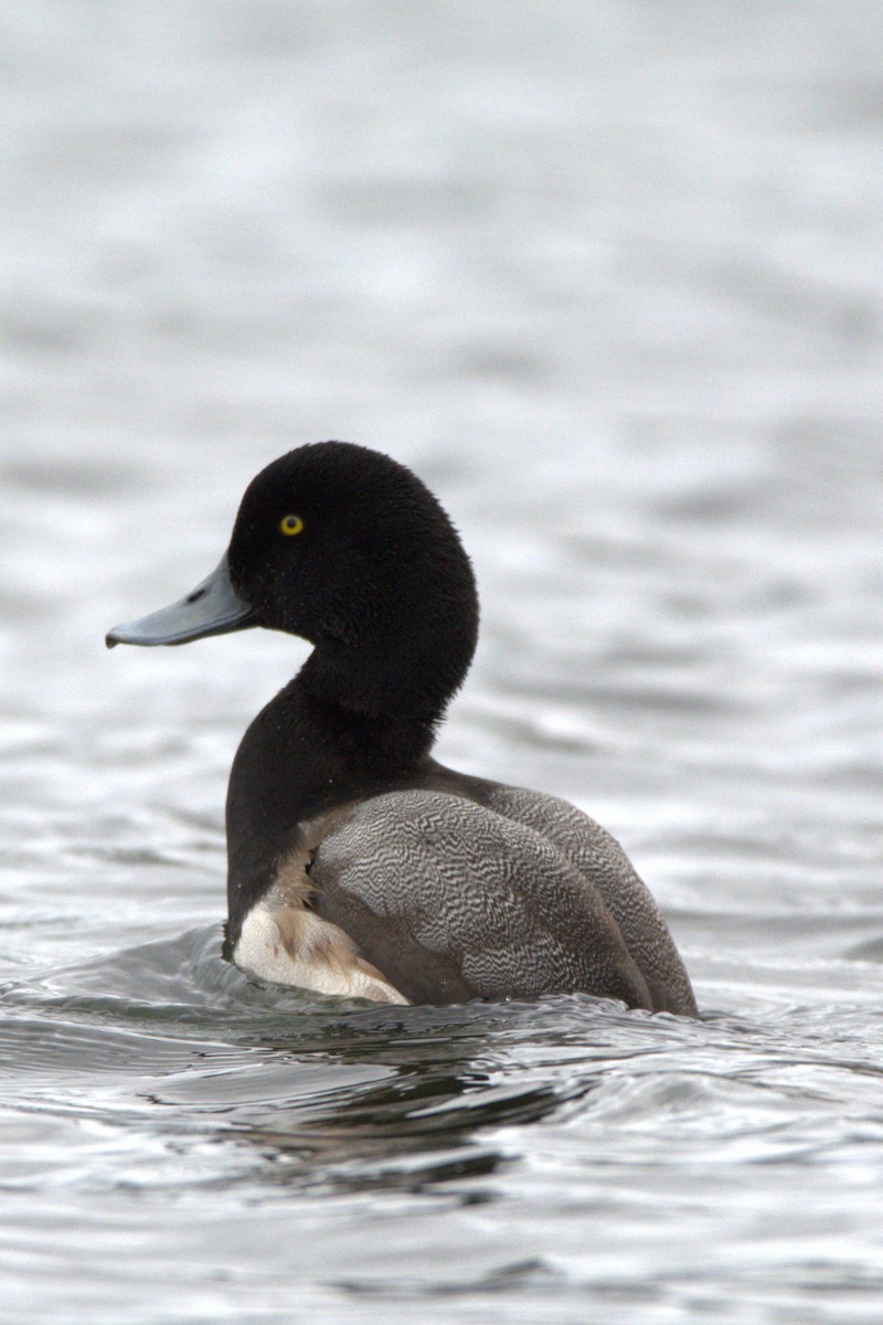 Porrón Bastardo - ML647442542