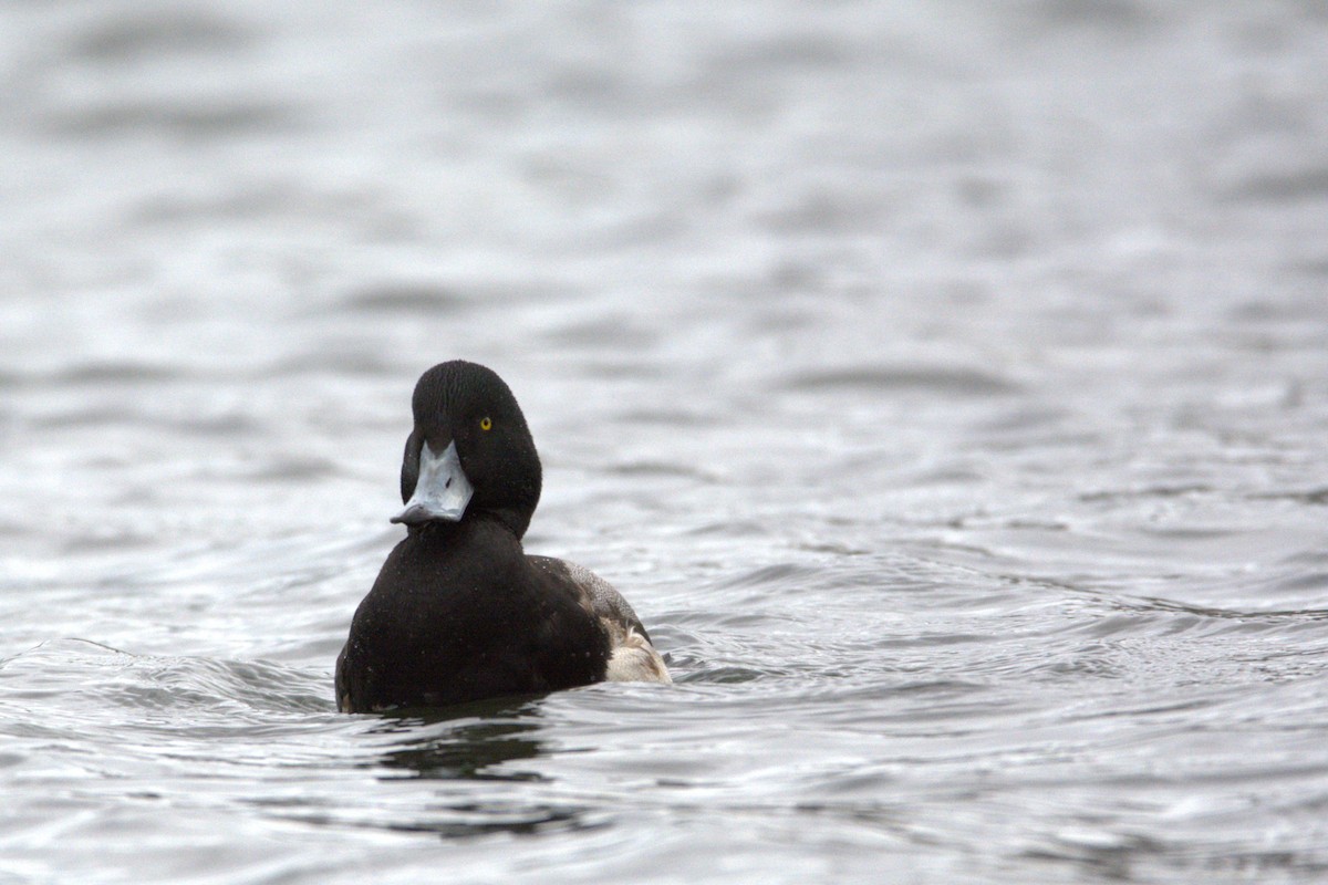 Porrón Bastardo - ML647442543