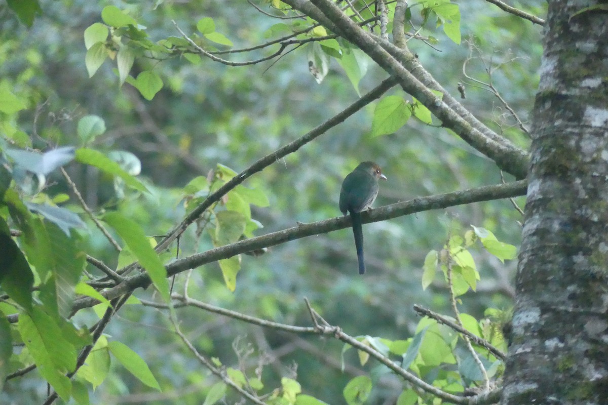 Momoto Gorjiazul - ML647442544