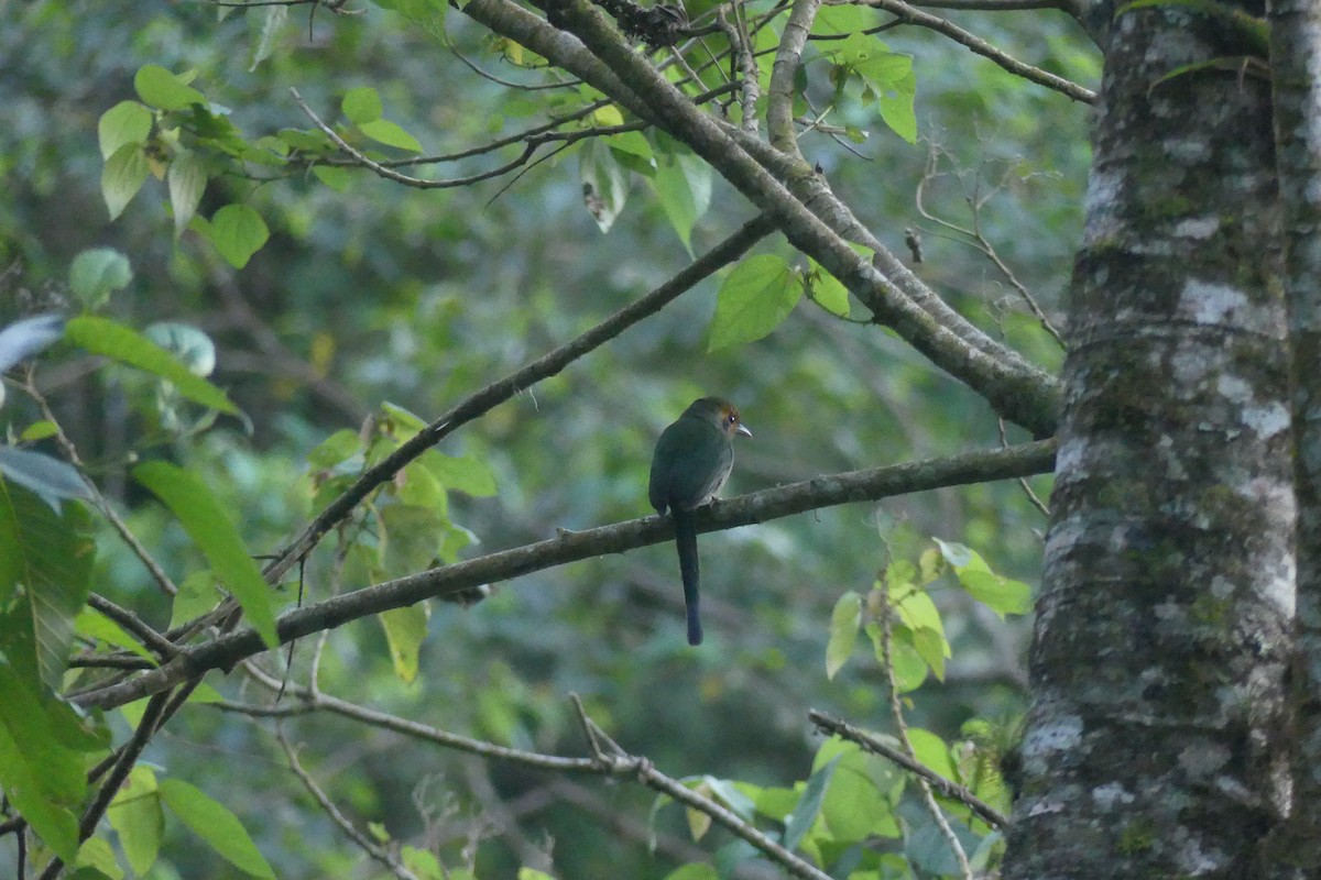 Momoto Gorjiazul - ML647442545