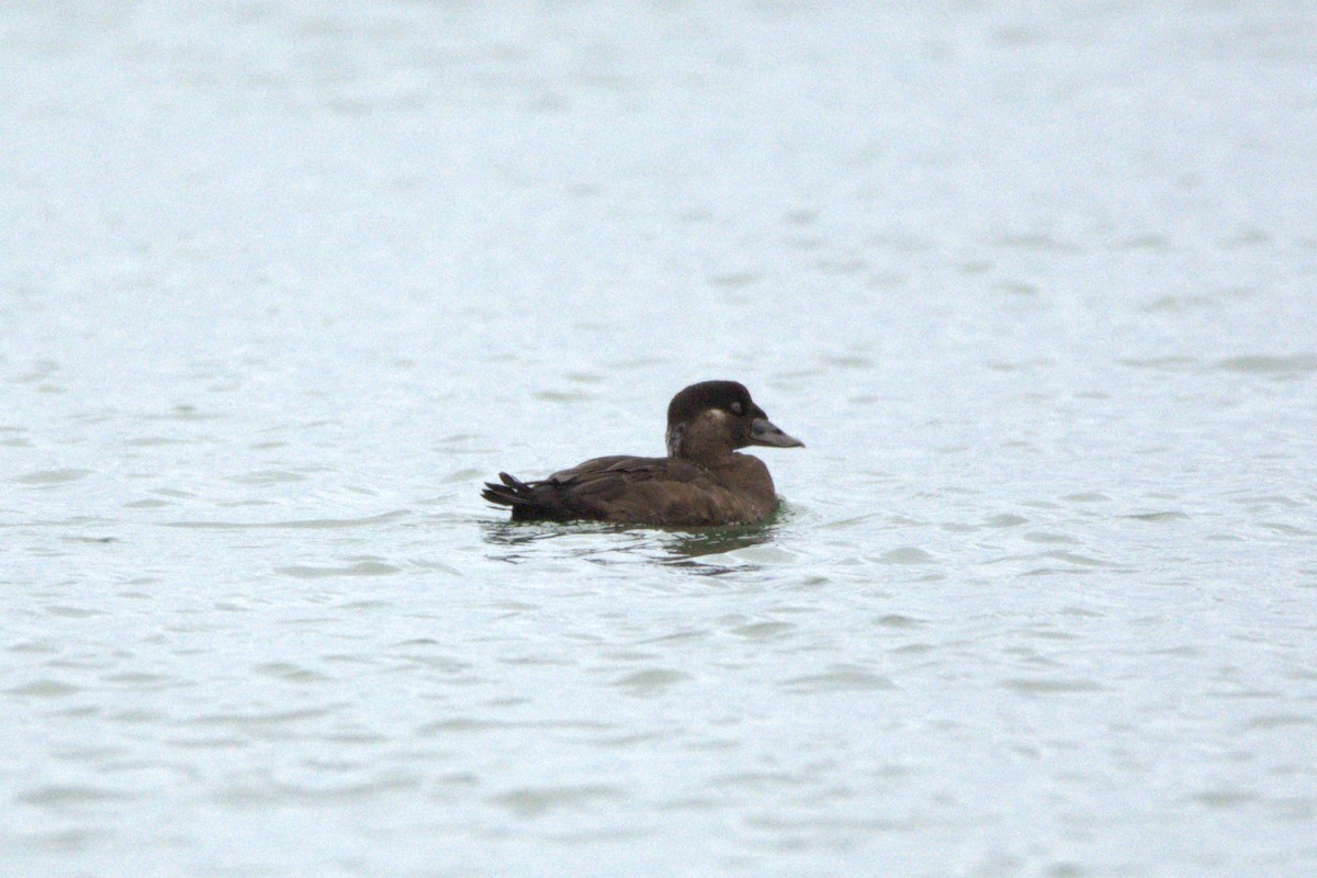 Negrón Careto - ML647442548