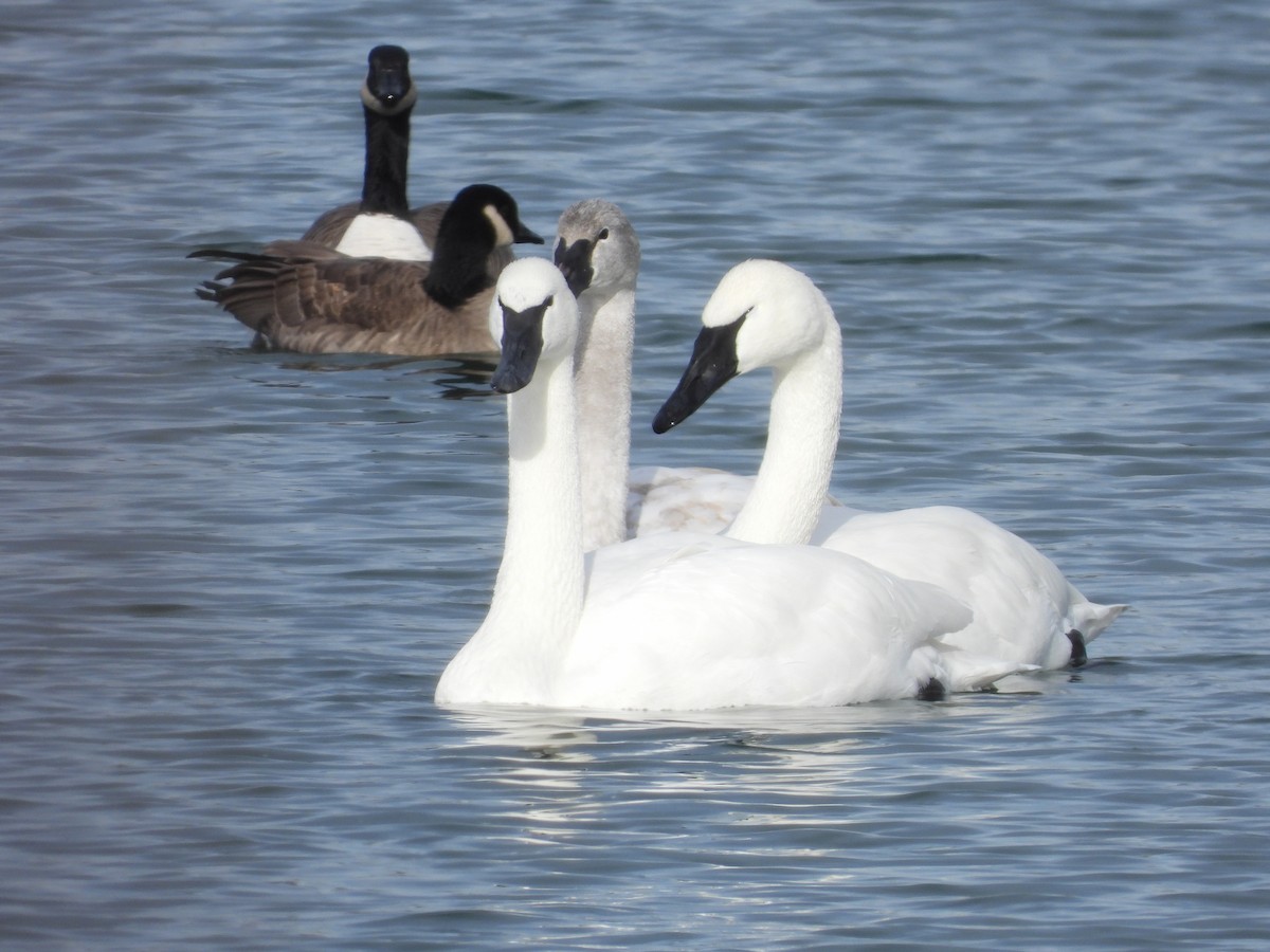 Cisne Trompetero - ML647442549