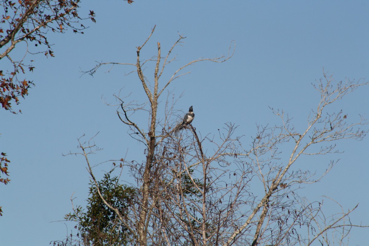 Martín Gigante Norteamericano - ML647442550