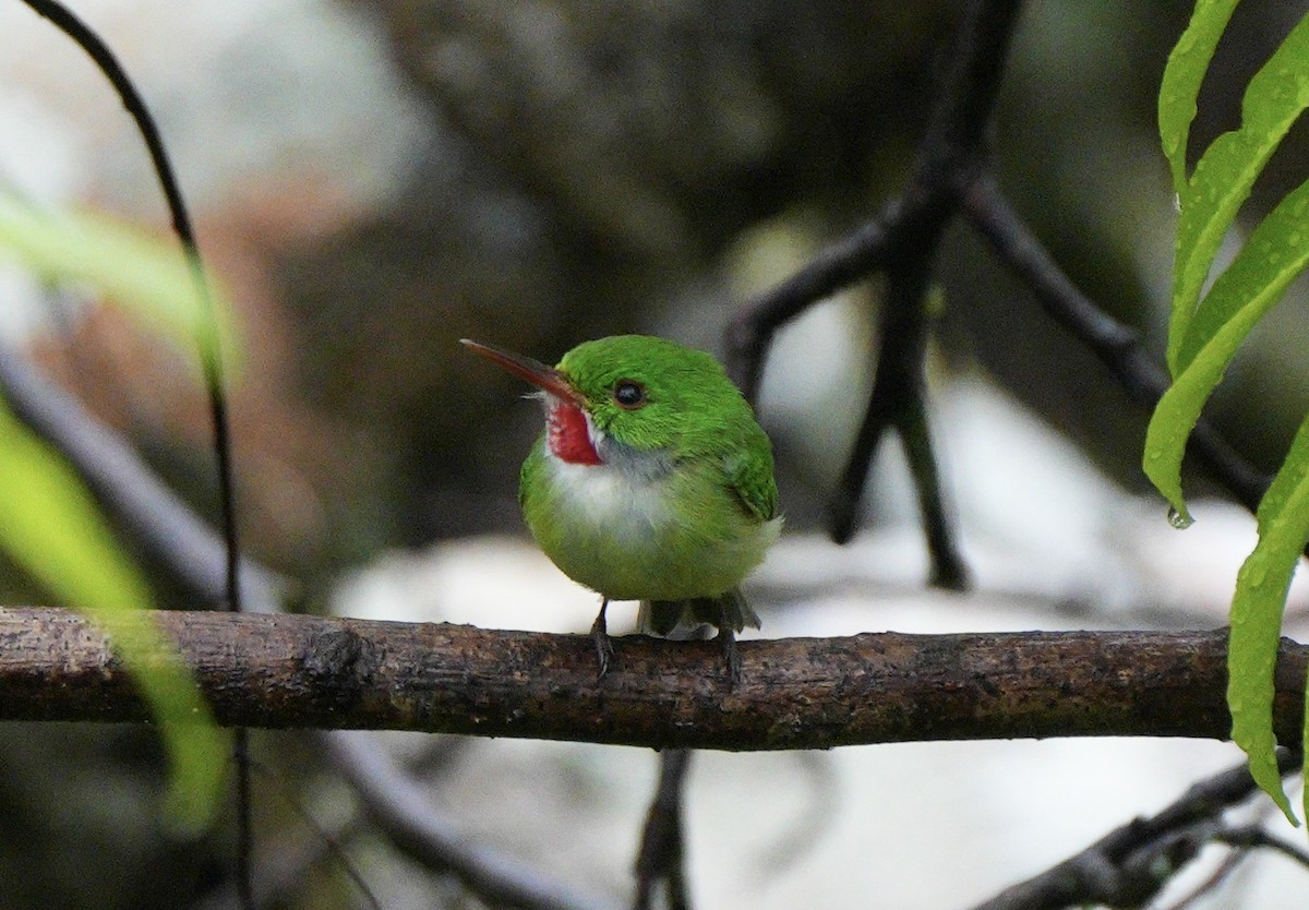 Barrancolí Jamaicano - ML647442551