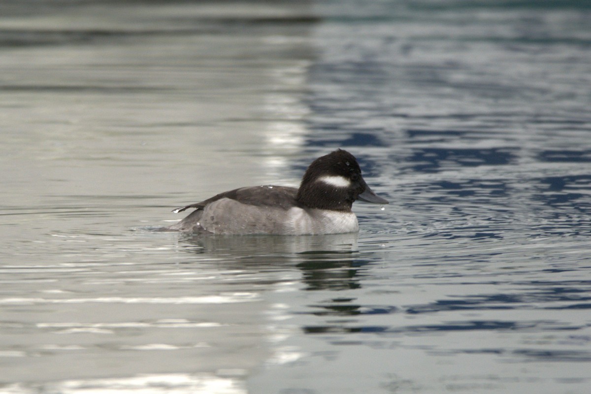 Porrón Albeola - ML647442552