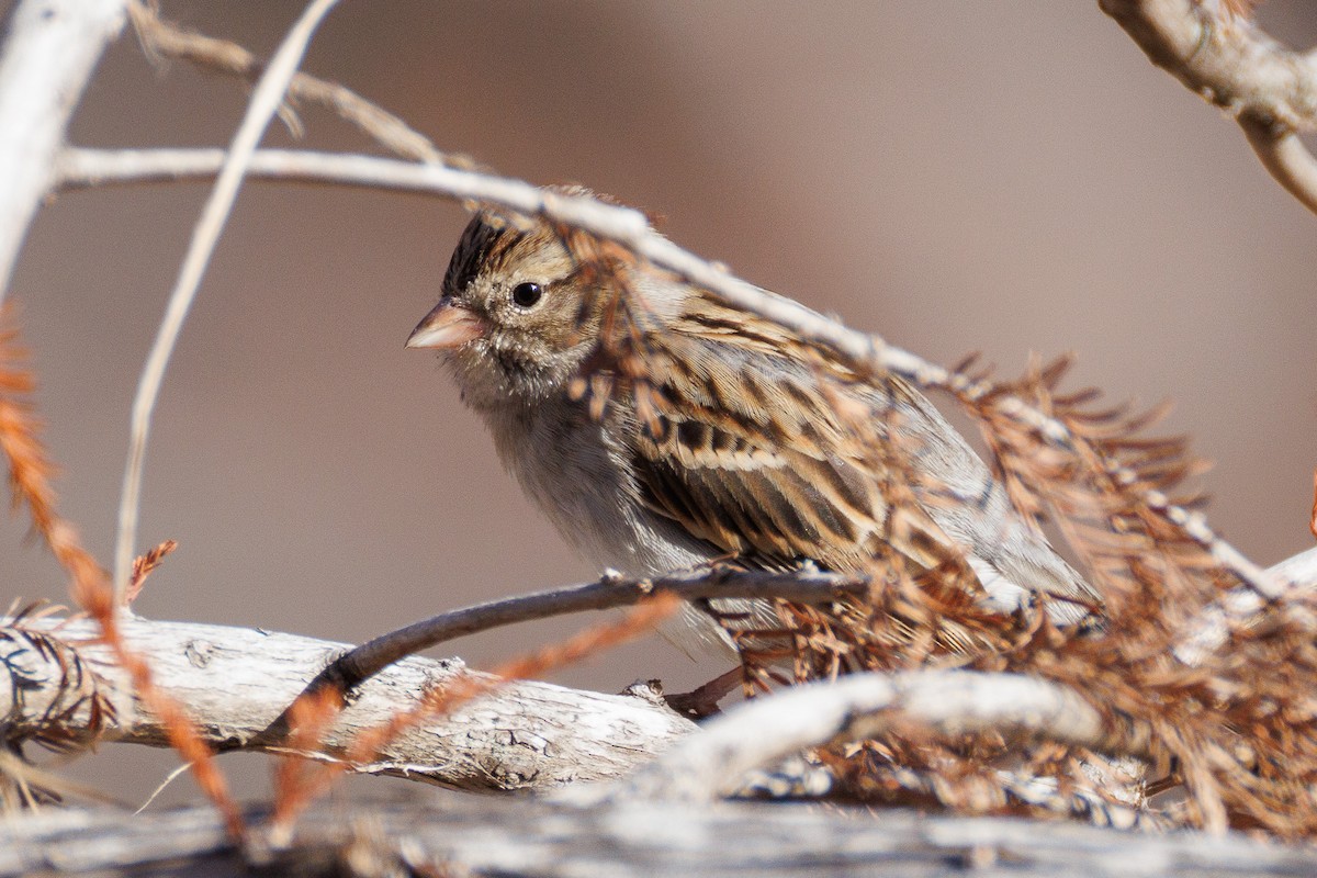 Chingolo Cejiblanco - ML647442553