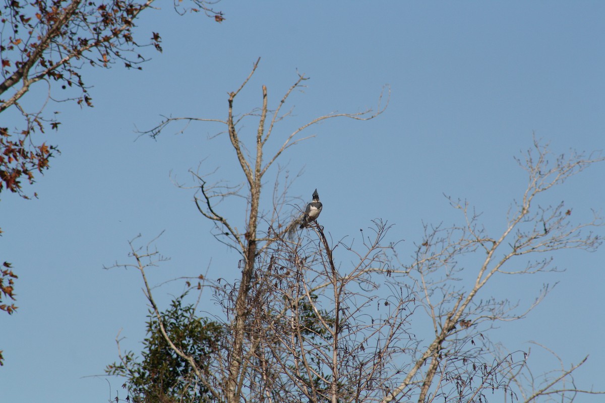 Martín Gigante Norteamericano - ML647442554