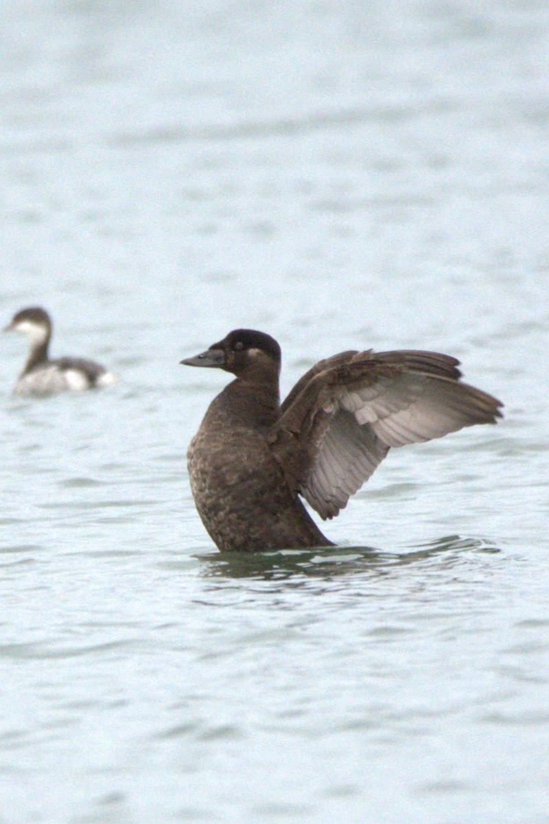 Negrón Careto - ML647442555