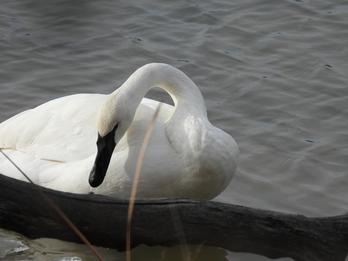 Cisne Trompetero - ML647442557