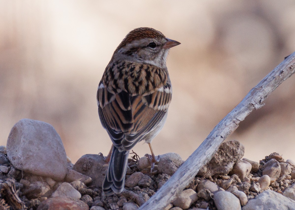 Малая воробьиная овсянка - ML647442560