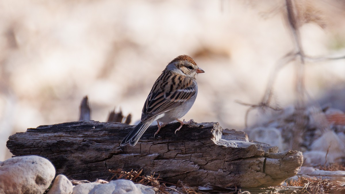 Малая воробьиная овсянка - ML647442566