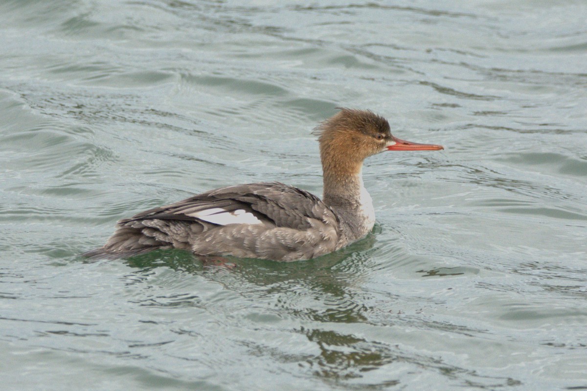 Serreta Mediana - ML647442567