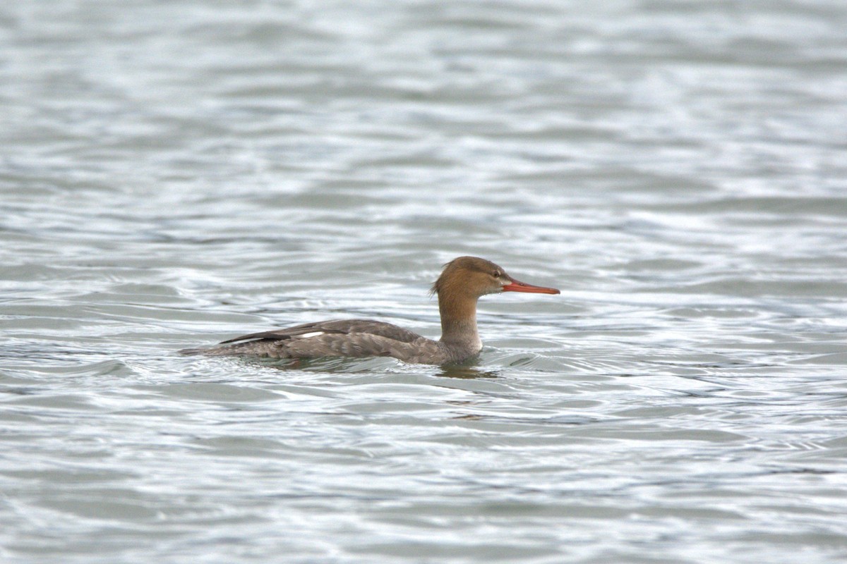 Serreta Mediana - ML647442568
